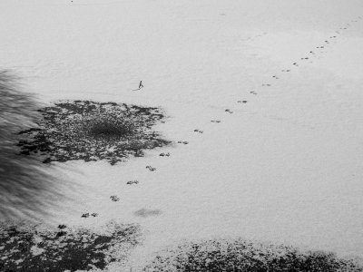 Racoon Tracks to a Carp Fishing Hole in the Frozen Japanese Pond