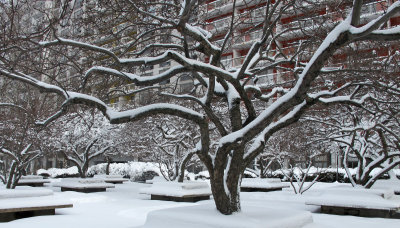 Winter February 8-9, 2013 - WSV Sasaki Gardens Landscape 