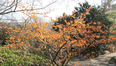 Winter Witch Hazel in Bloom