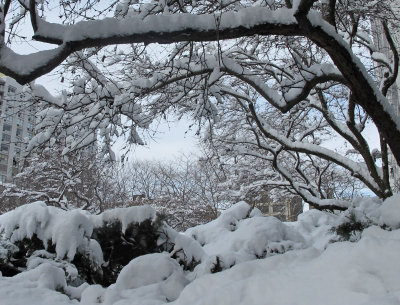 Recent Snow - WSV Sasaki Garden Landscape 