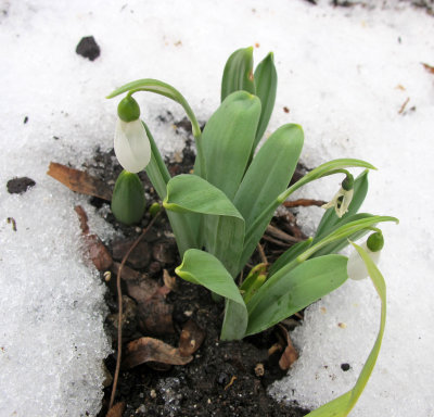 First Snowdrops of the Season