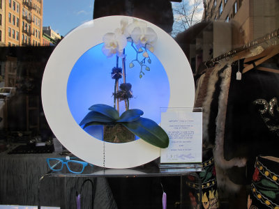 Aphrodite - Living Art Frame Lamp in Store Window with Skyline Reflections