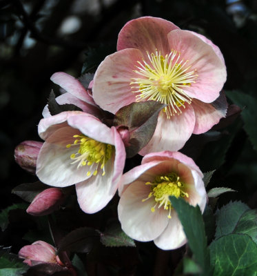 Helleborus or Lenten Rose 