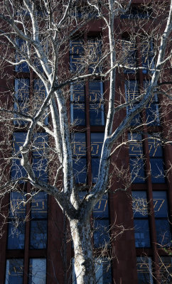 London Plane Tree in Front of NYU Library