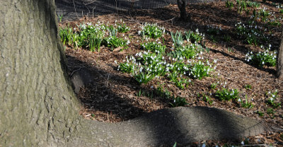 Snowdrops or Galanthus