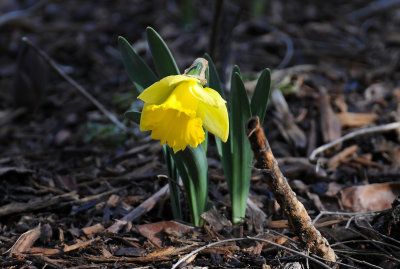 Daffodil or Narcissus