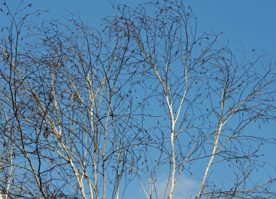 Birch or Betula