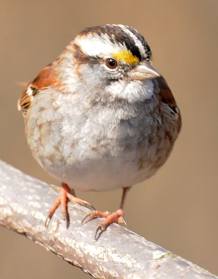 White Throated Sparrow - Zonotrichia albicollis