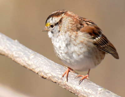 White-throated Sparrow or Zonotrichia albicollis