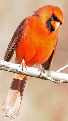 Northern Cardinal or Cardinalis cardinalis