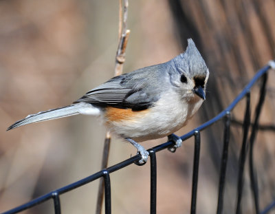 Tufted Titmouse or Baeolophus bicolor