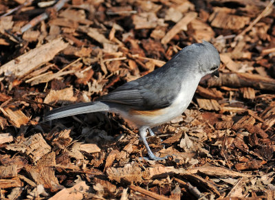 Tufted Titmouse or Baeolophus bicolor