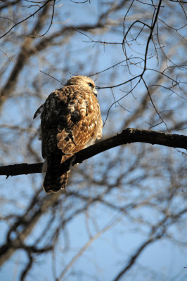 Red-Tailed Hawk or Buteo jamaicensis