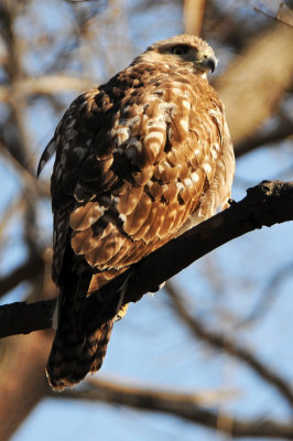 Red-Tailed Hawk or Buteo jamaicensis