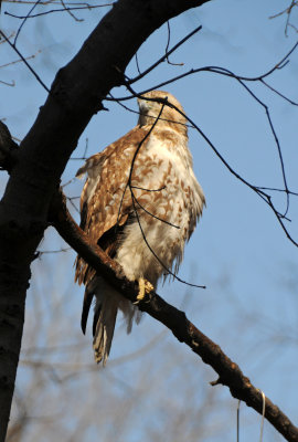 Red-Tailed Hawk or Buteo jamaicensis