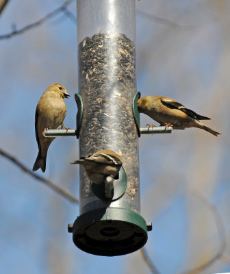 Goldfinch or Carduelis