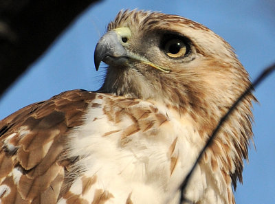 Red-Tailed Hawk or Buteo jamaicensis