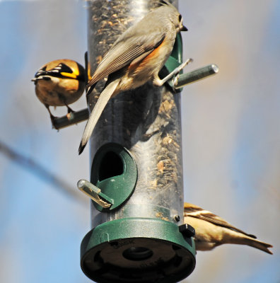Tufted Titmouse & Goldfinch
