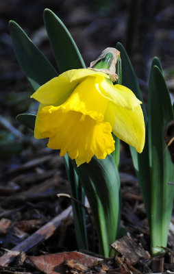 First Daffodil Blossom - Shakespeare Garden