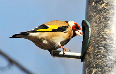 European Goldfinch or Carduelis carduelis