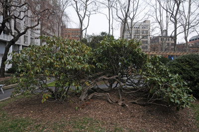 Dying Rhododendron Bushes