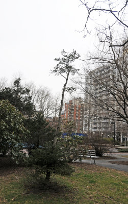 Dying Pine Tree