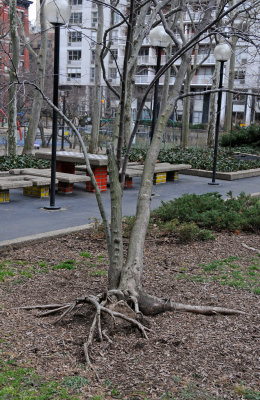 Dying Red Bud Trees 