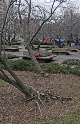 Dying Red Bud Trees 