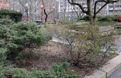 Lost & Dying Azalea Bushes