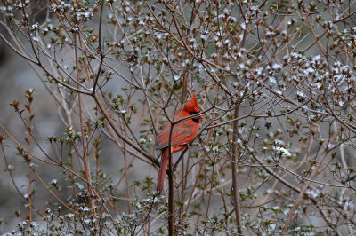 Northern Cardinal or Cardinalis cardinalis