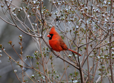 Northern Cardinal or Cardinalis cardinalis