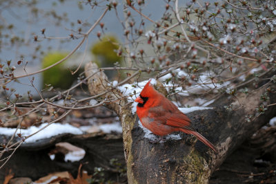 Northern Cardinal or Cardinalis cardinalis