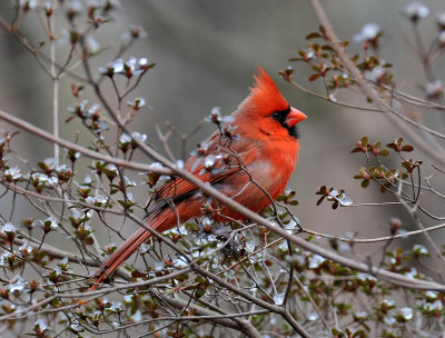 Northern Cardinal in a Bouquet of Ice Diamonds