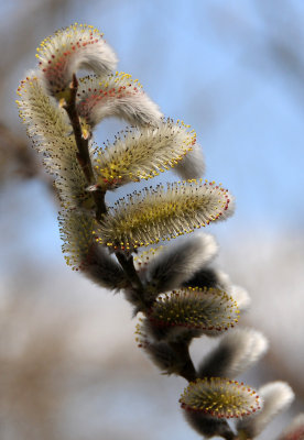Pussy Willow Blossoms