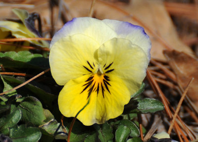 A Pansy Blossom Survives Freezing Weather