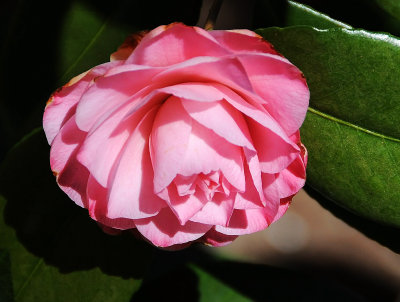 Pink Camellia