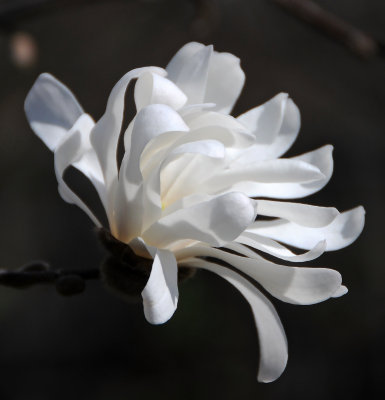 White Ribbon Magnolia Blossom