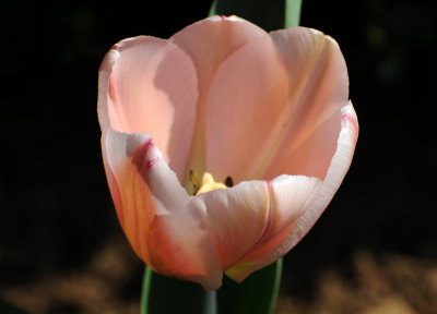 DSC_1683.JPG