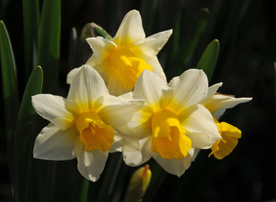 Garden Daffodil Bouquet