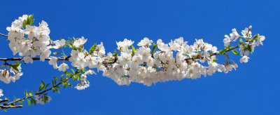Prunus or Cherry Tree Blossoms 