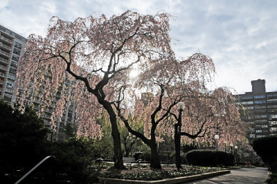 April 18, 2013 Photo Shoot - WSV Sasaki Garden & Brooklyn Botanic Garden 