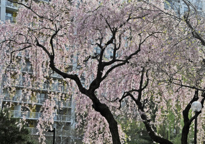 Weeping Cherry Tree Blossoms