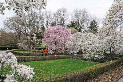 Magnolia Blossom Grove