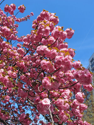 Cherry Tree Blossoms, Prunus kanzan 
