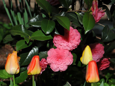 Camellias & Tulips