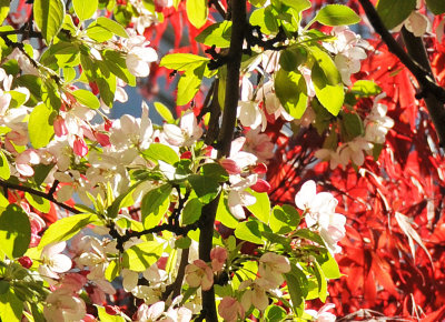 April 24-25, 2013 Photo Shoot - Washington Square Area Gardens