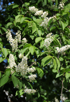 DSC_2118.JPG