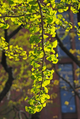 DSC_2130 copy