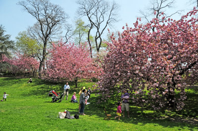 April 28, 2013 Photo Shoot - Mostly Central Park Conservatory Gardens & Cherry Tree Dale Blossoms