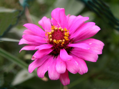 Passionate Pink Zinnia